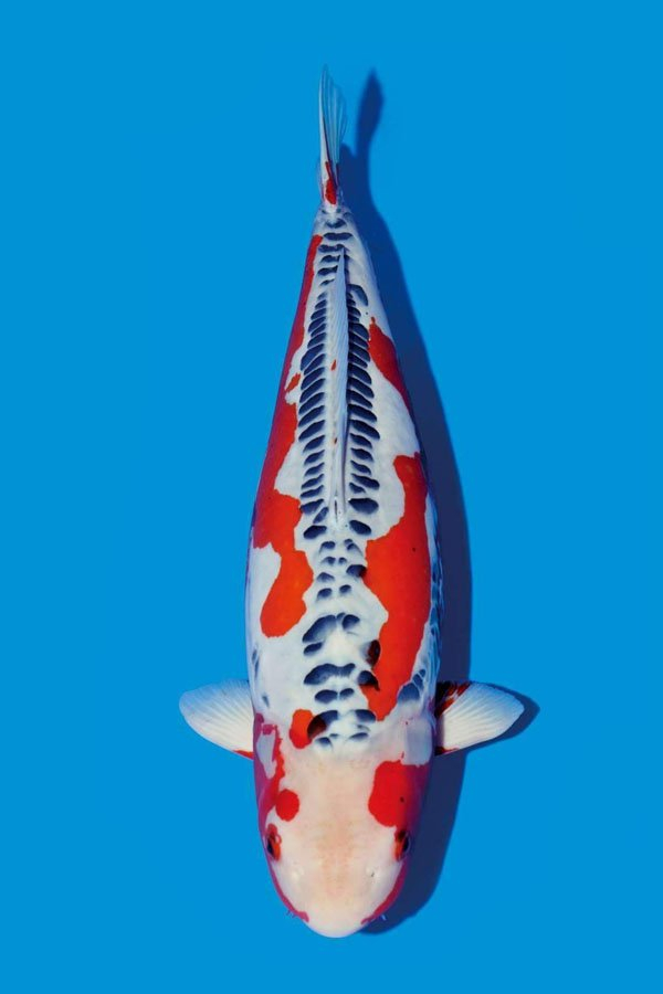 Huaqiucui koi shows symptoms of disease.