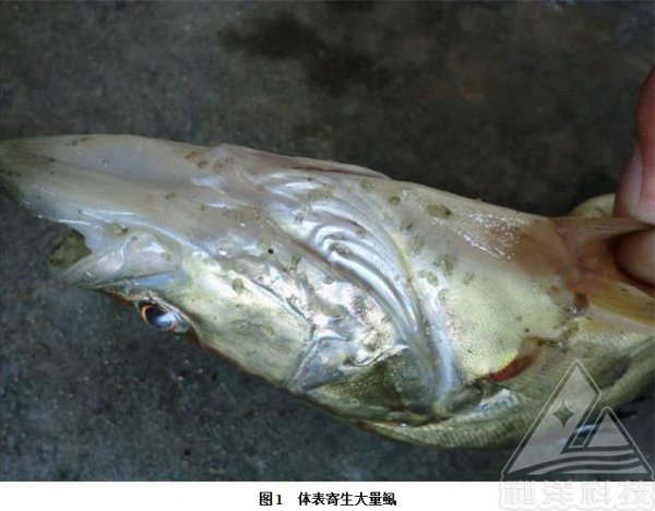 What are the common diseases of brocade carp? treatment of brocade carp disease