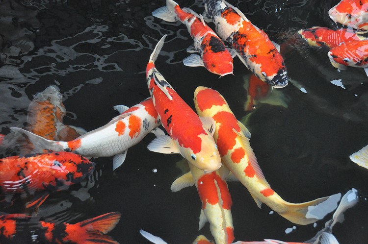 What kind of koi is of good color, and how to raise koi? how to raise koi