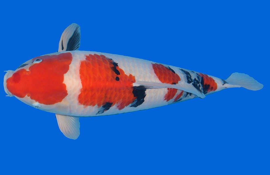 How about koi? how to understand the health status of fish?