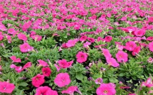 What are the flowers and plants suitable for sand cultivation?