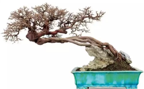 Will the leaves of sparrow plum bonsai fall in winter?