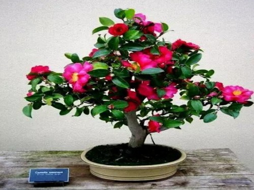 New year and Spring Festival are suitable for bonsai at home.