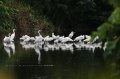 Taitung Environmental Protection Bureau: the lotus is in full bloom and the birds are beautiful except garbage.