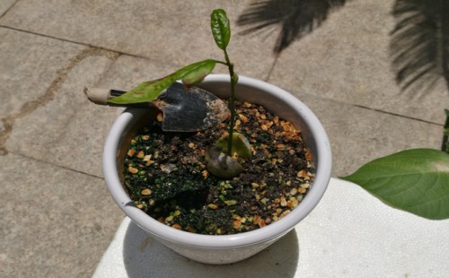 Will potted avocados not be grafted to bear fruit in a few years?