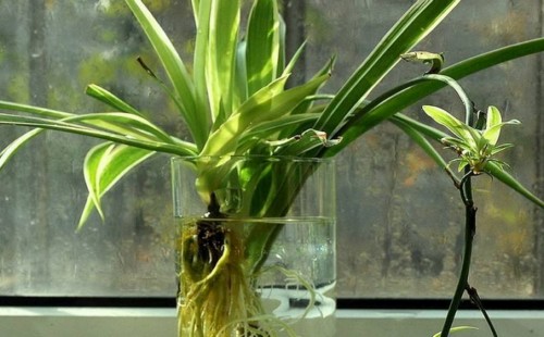 Is it better to cultivate orchids in hydroponics or in soil?