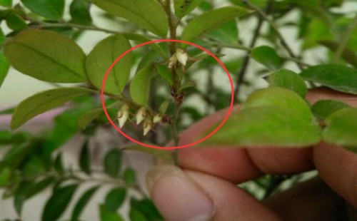 Will the bonsai of black bone tea blossom? when will it bloom?