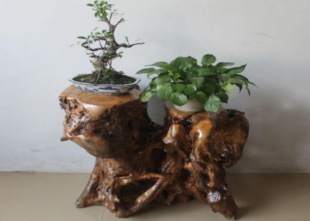 The Beauty of Qishi Root Art Bonsai