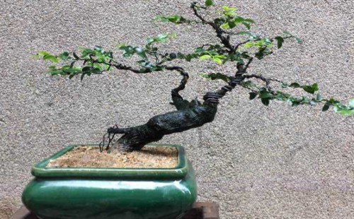 Is the bonsai of black bone tea hardy?