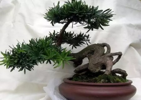 Basic skills of bonsai creation