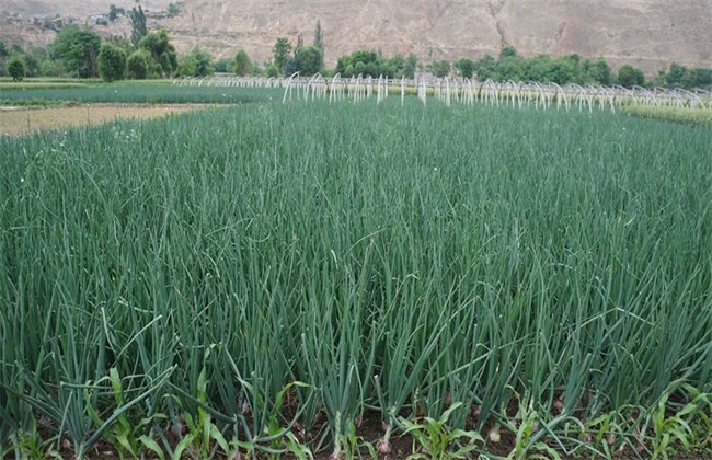 Management of onion expansion period