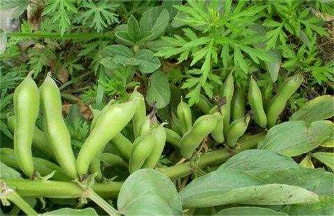 Lodging control methods of broad bean