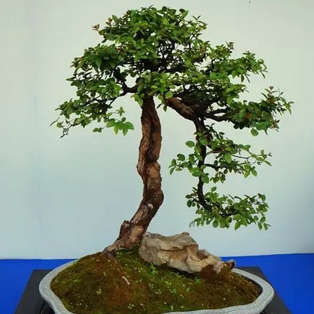 Bonsai creation: dynamic and dynamic contrast, balanced and appropriate