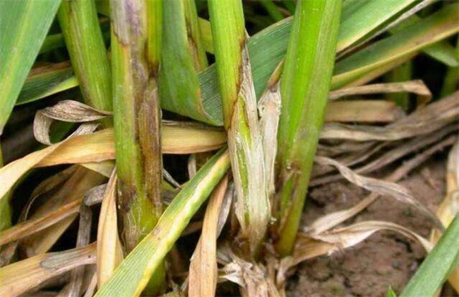 How to control wheat sheath blight