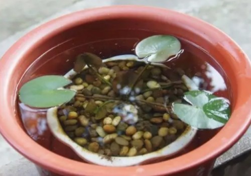 How to plant water lilies after germination