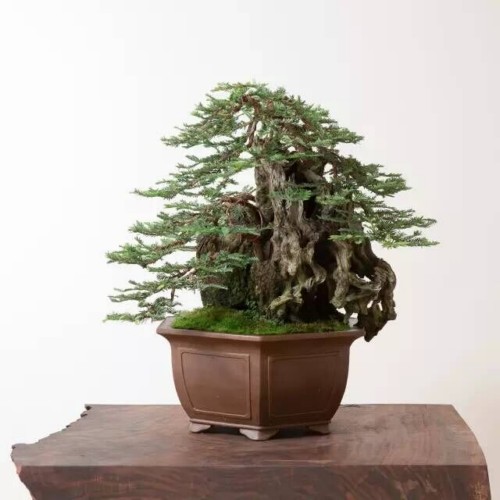 Sabina vulgaris bonsai and its value