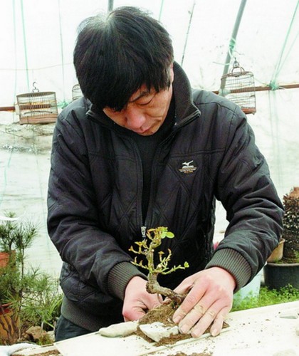 Bonsai creation: deficiency and reality are born together, and they are dense and sparse.