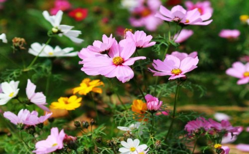 What are the flowers and plants suitable for planting in northern mountainous areas?