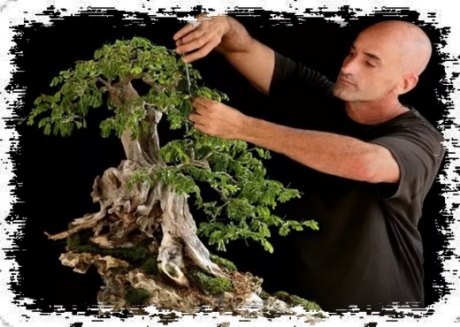 How to create bonsai with far-reaching artistic conception