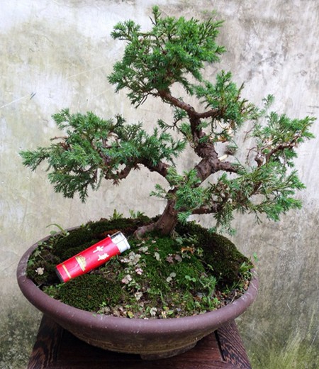 The naming of bonsai