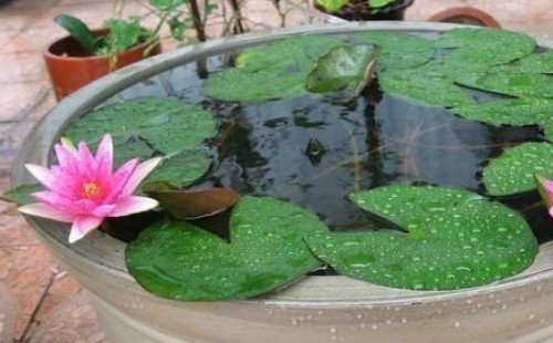 How to plant lotus seeds