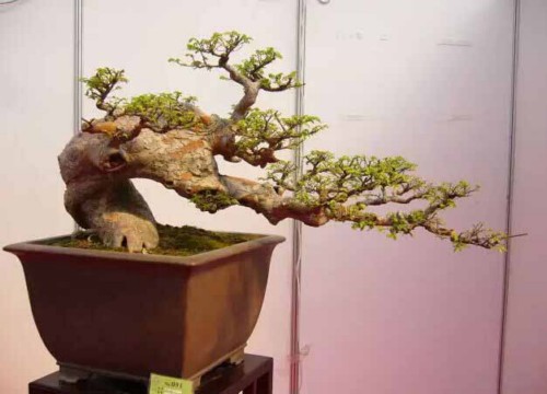 Good bonsai works can better reflect the true meaning of life.