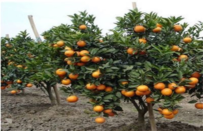 Measures for protecting flowers and fruits of citrus