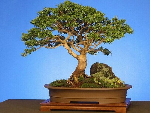 Bonsai creation: insipid and strange, combining strength with softness