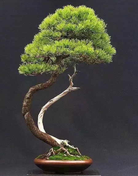 The Beauty of Bonsai Art