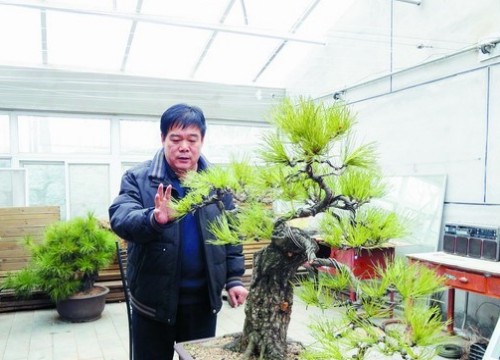 Ten subjective consciousness tendencies should be abandoned in bonsai creation