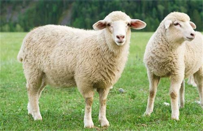 Breeding methods of fattening Sheep