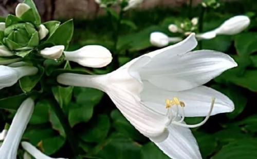 Seed planting techniques of Landscape Flowers