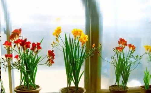 The planting method of Xiangxue orchid bulb