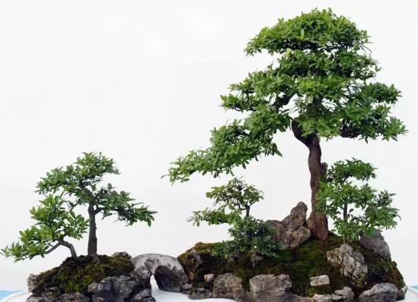 The artistic principle of making bonsai