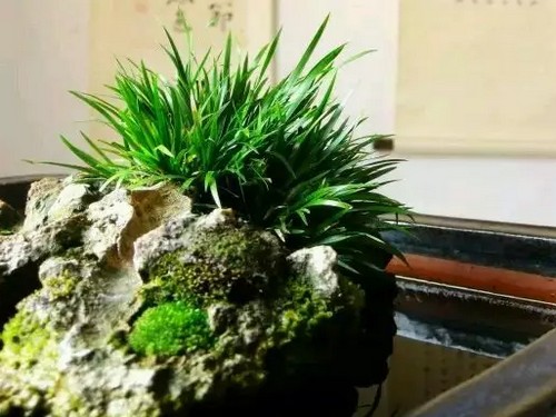 The eye-moistening and eye-protecting effect of calamus bonsai