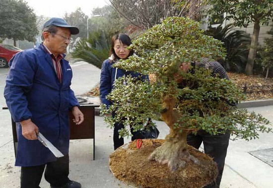 An attempt not to change the soil of bonsai