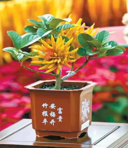 The ornamental value of bergamot bonsai