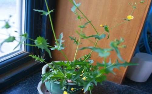 Pot planting technique of dandelion