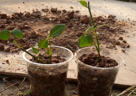 Diagram of potting method of rose cuttings