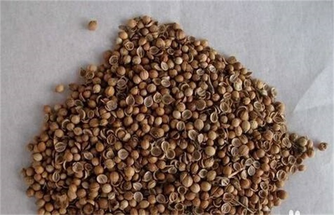 The method of accelerating germination of coriander seed