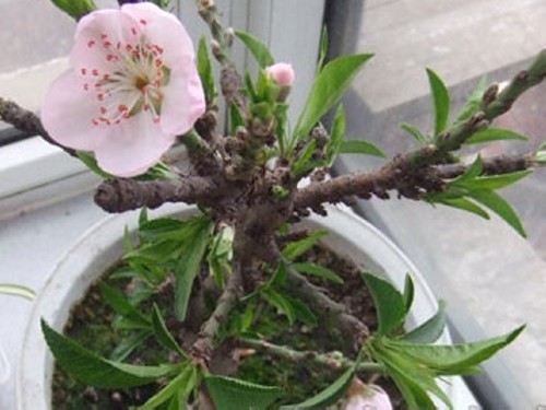 Can I plant peach trees on the balcony?-Peach trees bonsai suitable for balcony