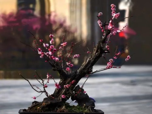 Cultivation techniques of red plum bonsai