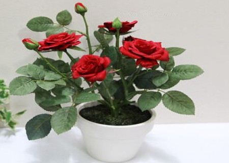 How to plant potted roses