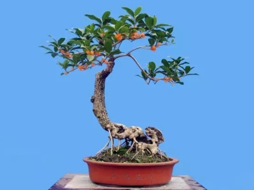 Bonsai planting technique of Osmanthus fragrans