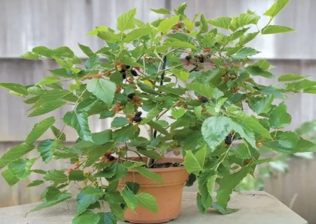 Planting techniques of potted Mulberry