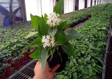 Planting and cultivation techniques of starry flowers