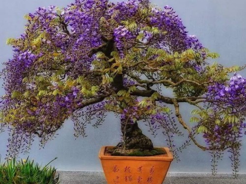 How to cultivate wisteria bonsai