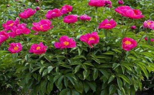 Planting method of potted Paeonia lactiflora