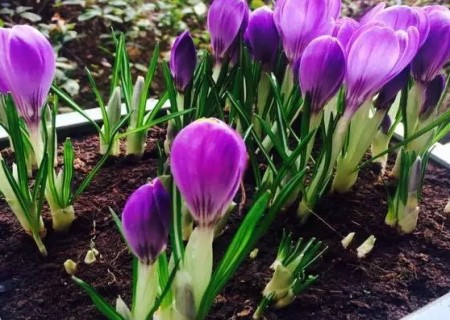 Diagram of planting method of potted saffron bulb