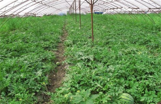 Management technology of planting watermelon in greenhouse